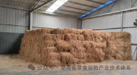 低温冰冻天气牛羊养殖防护 低温冰冻天气牛羊养殖防护